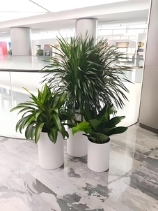 快来租宁波杭州湾花木，焕新您的视觉盛宴